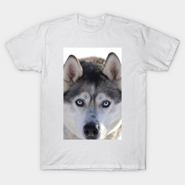 Husky T-Shirt by theartsyeq